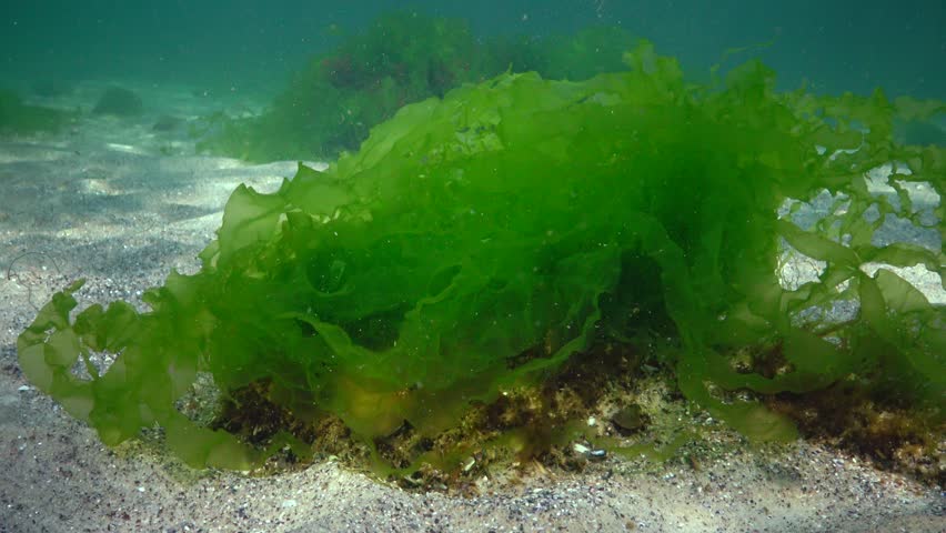 Бурые водоросли в жизни человека. Энтероморфа водоросль. Энтероморфа. Эвтрофикация черного моря. Красные водоросли вместо зеленых.