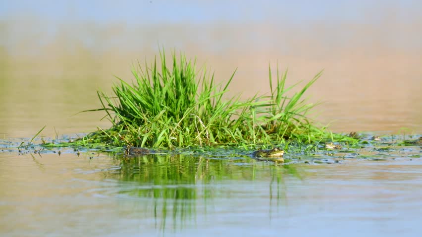 Green Marsh Frogs in natural habitat. Pelophylax ridibundus