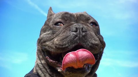 Close up video of a black french bulldog that breathes with the tongue out and looks at the camera. Funny puppy dog