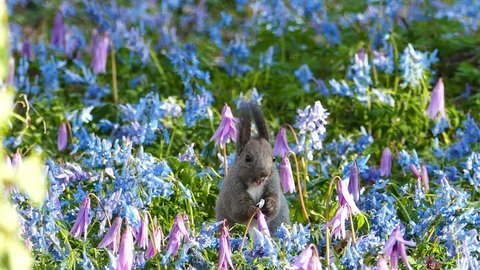 Wild squirrel getting up and alert from blue and pink flower garden
