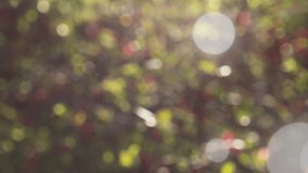 Abstract spring background with bokeh  
