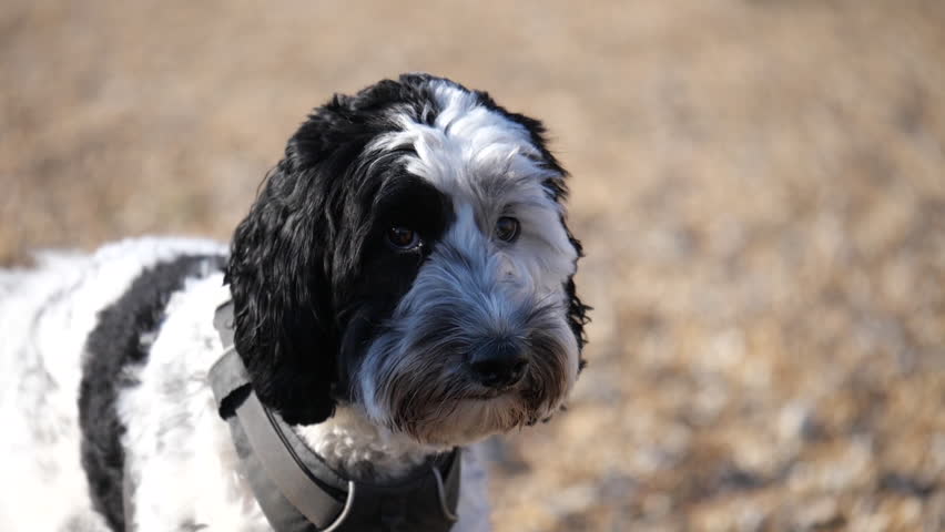 Slow motion portrait of an adorable labradoodle dog on a shingle beach in the UK looking at the camera and panting.