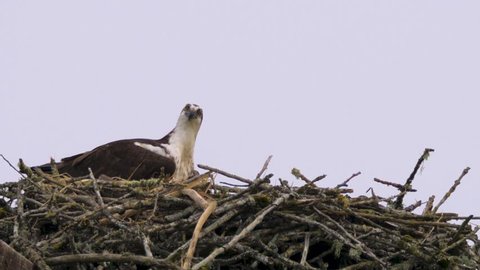 Osprey Bird flying in to meet its partner in their nest for spring mating