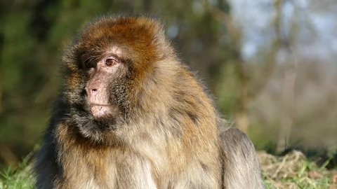 The Lion Tailed Macaque Or The Stock Footage Video 100 Royalty Free 24119950 Shutterstock