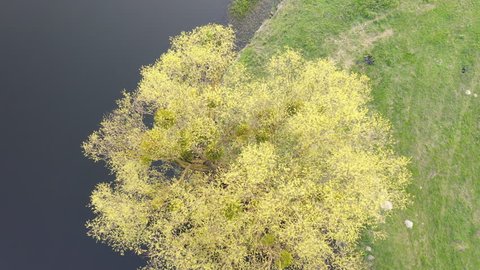 Aerial: Flying over Willow tree with young leaves in spring against the background of the landscape with the river and the bridge. Evening, twilight.
