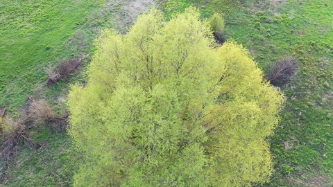 Aerial: Flying over Willow tree with young leaves in spring against the background of the landscape with the river. Sunset, evening, twilight.