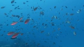 School of tropical fish, swimming in the blue ocean. Underwater video from scuba diving with marine life. Swimming aquatic wildlife. Sea with feeding fish.