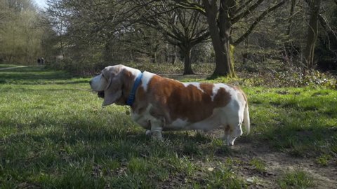Cute Bassett Hound in a beautiful park looking around and sniffing.