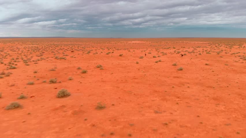 Herd of wild Emus running in red desert (drone shot) Royalty-Free Stock Footage #1028525543