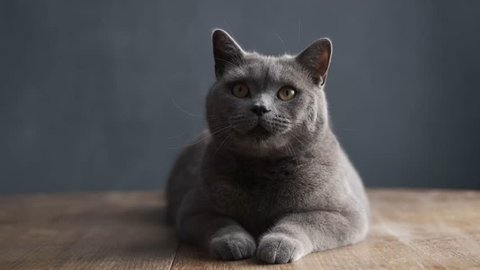 big gray purebred curious cat quickly turns his head