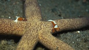 Emperor shrimp (Zenopontonia rex) on a starfish. Tulamben, Bali, Indonesia.