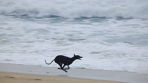 Greyhound running on the Spanish beach in Costa Brava, slow motion footage