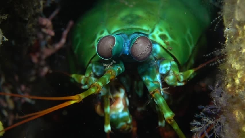 Peacock mantis shrimp - Odontodactylus scyllarus. Tulamben, Bali, Indonesia.