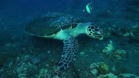 Sea turtle - Hawksbill turtle - Eretmochelys imbricata. Tulamben, Bali, Indonesia.
