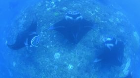 Manta rays in Nusa Penida island. Bali, Indonesia.