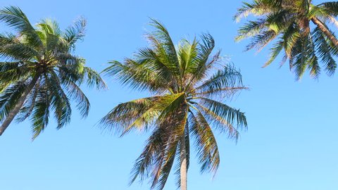 A close up shot of three palm trees gently swaying in the tropical breeze.