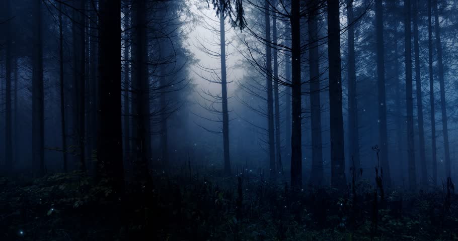 Dark Blue Colored Foggy Forest Stock Footage Video 100 Royalty Free Shutterstock