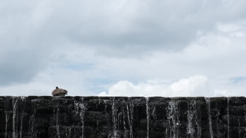 Canada Goose resting precariously on the ledge of a historic mill pond dam in Raleigh, North Carolina