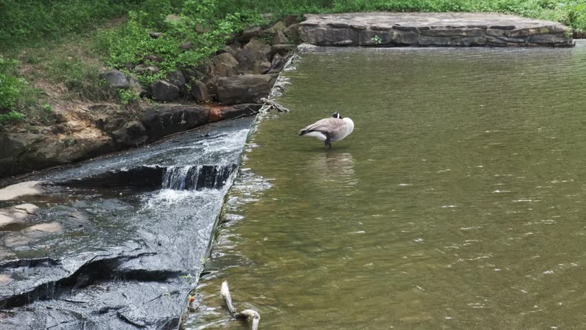 Canada Goose resting precariously on the ledge of a historic mill pond dam in Raleigh, North Carolina
