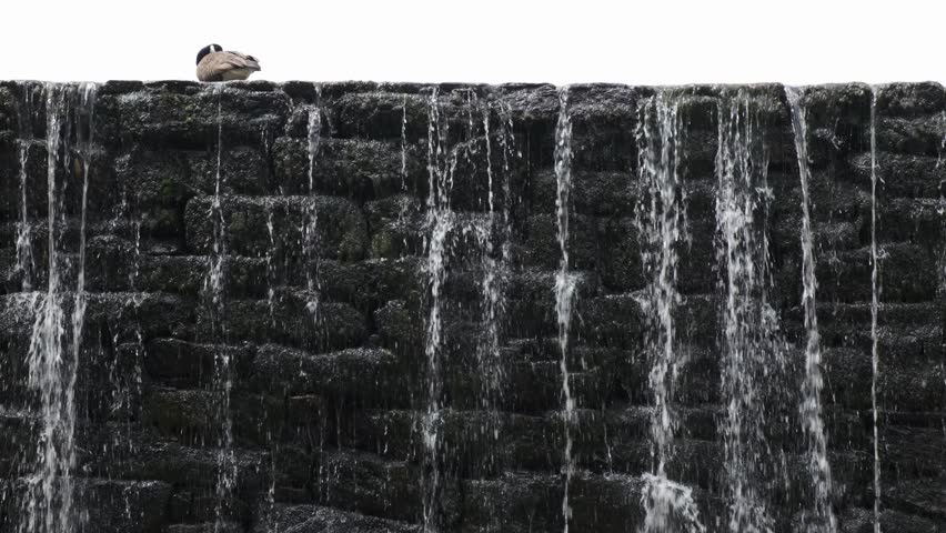 Canada Goose resting precariously on the ledge of a historic mill pond dam in Raleigh, North Carolina