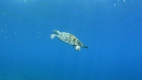 Sea turtle - Hawksbill turtle - Eretmochelys imbricata. Liberty wreck. Tulamben, Bali, Indonesia.