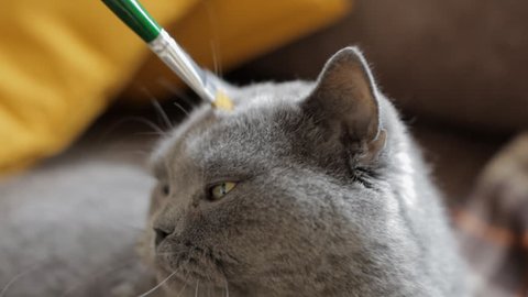 Fluffy blue British cat gets the pleasure of being scratched and stroked with a paint brush.
