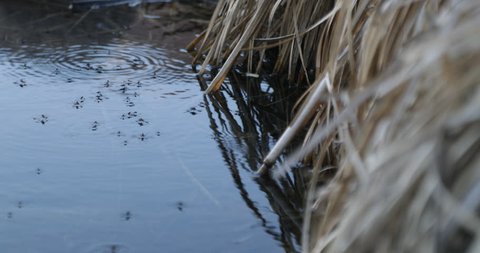 Detail of group of mosquitoes walking and moving over the over water. Ripples. Contaminated pond