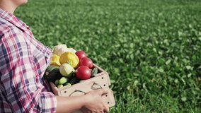 Side view: Woman farmer on the field carries a wooden box with different vegetables. Close-up, slow motion video