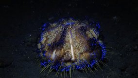 Fire sea urchin. Underwater video. Tulamben, Bali, Indonesia.
