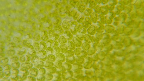 Chloroplast under a microscope. Chloroplasts in plant cells. Cell structure view of leaf surface showing plant cells under microscope for education. Green plant cells under microscope. GMO. DNA.
