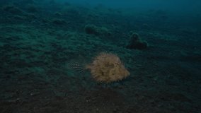 Filefish in dark waters. Underwater video. Tulamben, Bali, Indonesia.