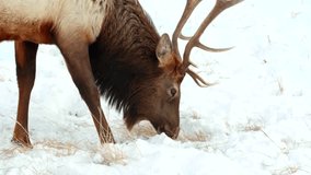 Wild Moose Grazing In Snow, Close Up, Mountain