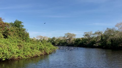 Tropical birds flying away from a river boat in the Pantanal wetlands