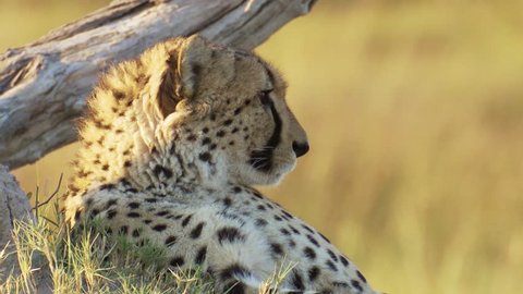 Close-up profile shot of a male cheetah resting under the golden glow of the African sun