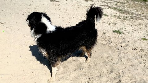 Dog Having Fun, Wallowing at Beach in Sand. Cute young Australian Shepherd dog Rolling in Sand and Getting Dirty. Dog has breed Aussie wipes his wet coat on the sand. Crazy Funny pets.