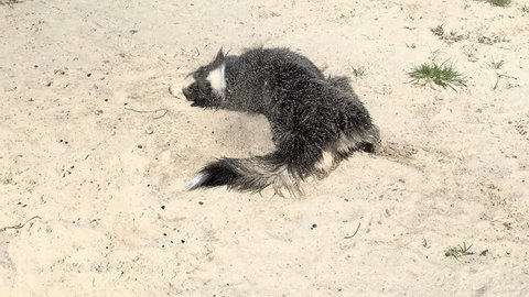 Dog Having Fun, Wallowing at Beach in Sand. Cute young Australian Shepherd dog Rolling in Sand and getting Dirty. Dog has breed Aussie wipes his wet coat on sand. Crazy Funny pets. Slow Motion
