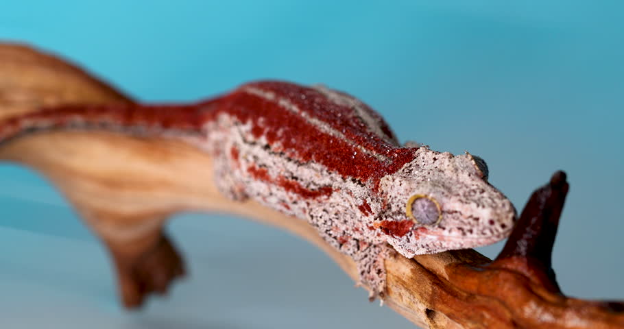 female gargoyle gecko white red stripes : vidéo de stock (100 % libre de dr...