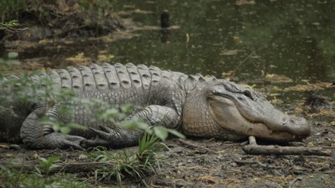 Couple Alligators Stock Photo 2954883 | Shutterstock