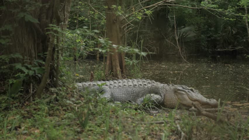 Alligators in a swamp in Baton Rouge, Louisiana
