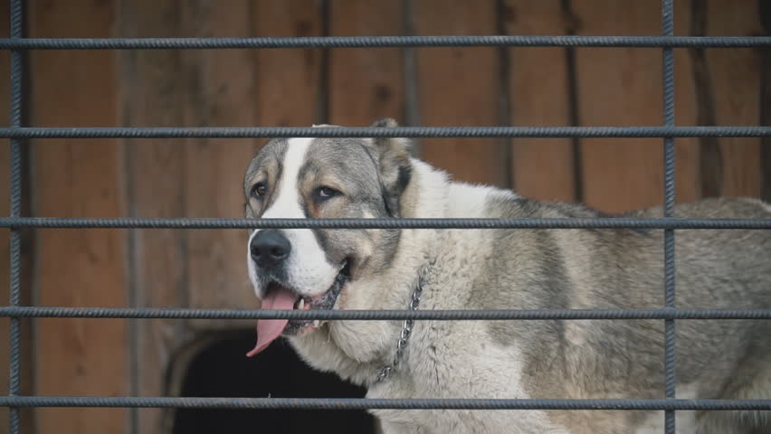 Alabai dog in aviary close-up