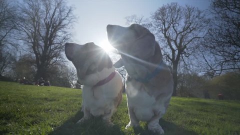 2 Bassett Hounds sitting in a park with the sun behind them in slow motion