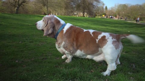 Bassett Hound in a park barking, wagging its tails and shaking itself