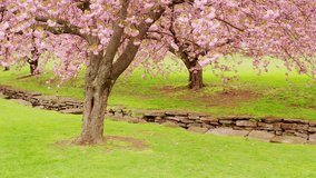 Establishing drone shot in a Japanese cherry tree orchard in full blossom, with upward camera motion