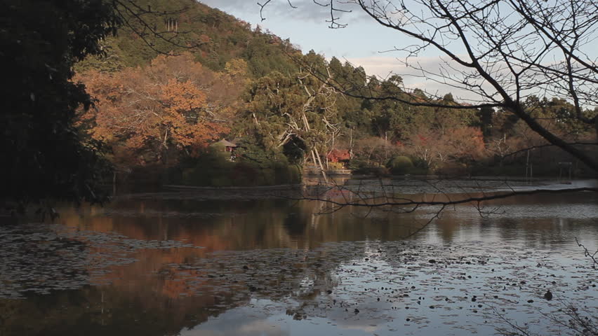 Colourful reds & gold foliage from trees along river waterfront in Kyoto, Japan.