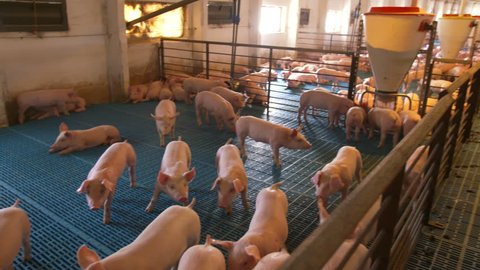 Pig Farm. Pigs In The Pigpen. 