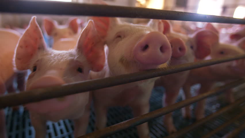 Pig Farm. Pigs In The Pigpen.  Royalty-Free Stock Footage #1028583641