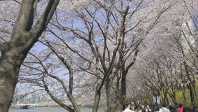 Low angle camera forward POV turning view of cherry blossom canopy along a trail at Seokchon lake in Seoul, South Korea