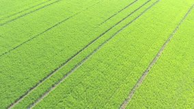 Green wheat field after spraying with pesticides 4K drone video