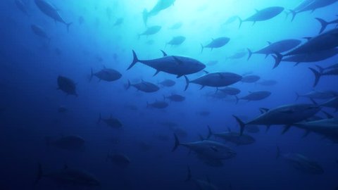 Schools of Big Tunas swimming in mediterranean sea
