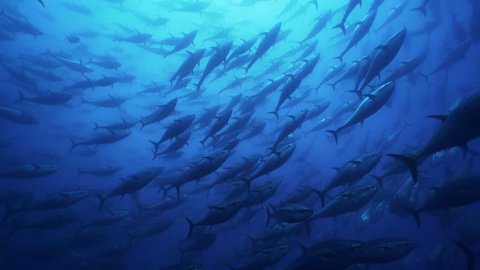 Schools of Big Tunas swimming in mediterranean sea